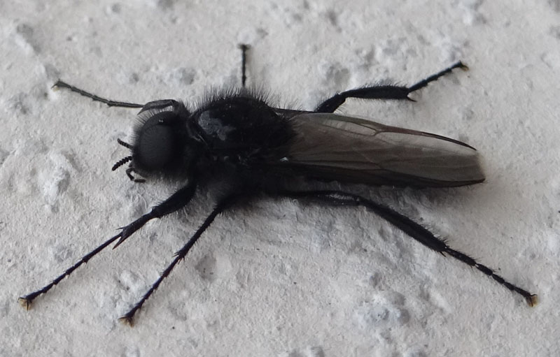 maschio di Bibio marci - Bibionidae